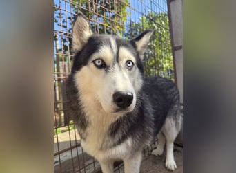 Hajnalka unsere Husky-Dame