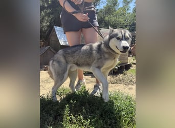 Montana, Traumhund für Huskyfans