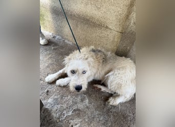 Harmat, toller Kerl sucht dich