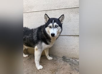 Hajnalka unsere Husky-Dame