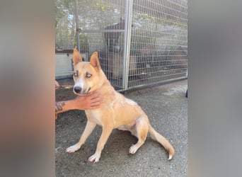 Csillag möchte einen Ruheplatz