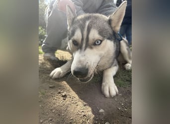 Montana - diese Schönheit sucht ein Zuhause