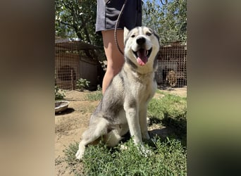 Montana, Traumhund für Huskyfans