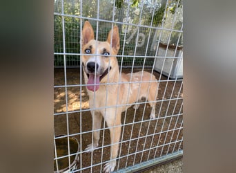 Csillag möchte einen Ruheplatz
