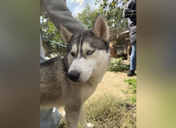 Montana, Traumhund für Huskyfans
