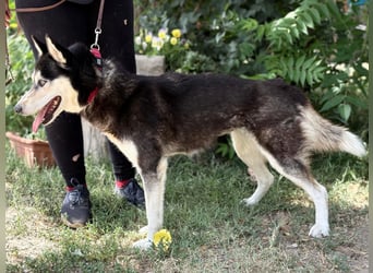 Meira der Husky-Hit