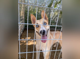 Csillag möchte einen Ruheplatz
