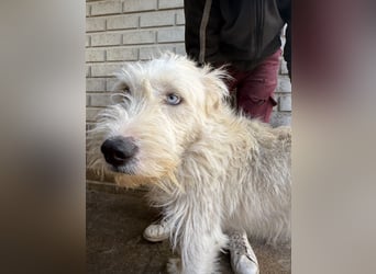 Harmat, sensibler Kerl sucht dich