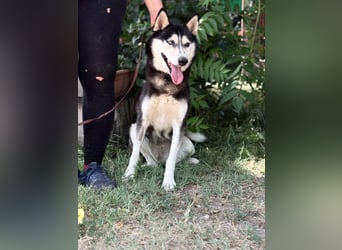 Meira der Husky-Hit