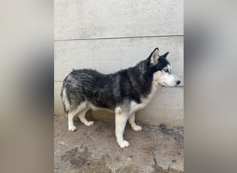Hajnalka unsere Husky-Dame
