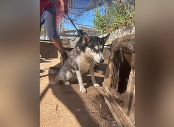 Hanna sucht ein Herz, das sie liebt