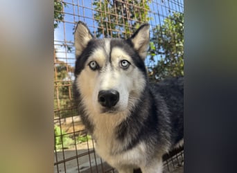 Hajnalka unsere Husky-Dame