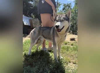 Montana, Traumhund für Huskyfans