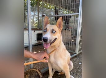 Csillag möchte einen Ruheplatz