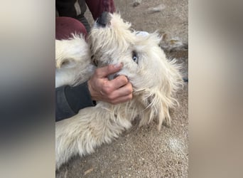 Harmat, toller Kerl sucht dich