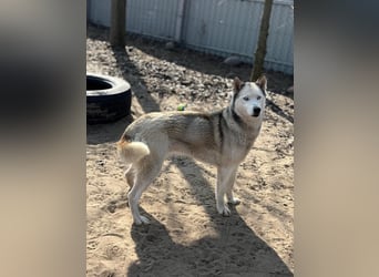 Achtung, verlieben erlaubt: Zelinde!