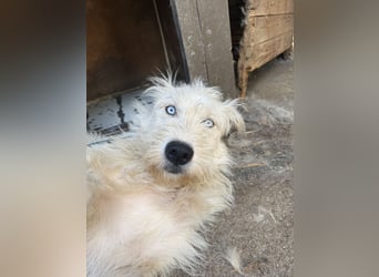 Harmat sucht ein Herz, das ihn liebt