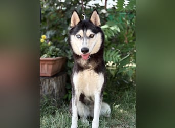 Meira der Husky-Hit