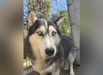 Hajnalka unsere Husky-Dame