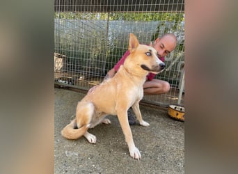 Csillag möchte einen Ruheplatz