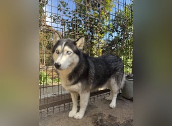 Hajnalka unsere Husky-Dame