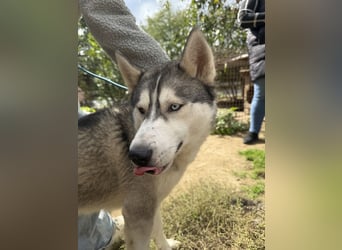 Montana, Traumhund für Huskyfans