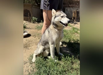Montana, Traumhund für Huskyfans