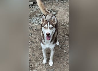 LUNA sucht ihre(n) Menschen...