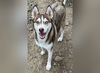 LUNA sucht ihre(n) Menschen...