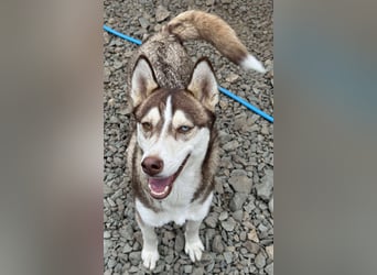 LUNA sucht ihre(n) Menschen...