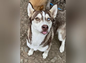 LUNA sucht ihre(n) Menschen...