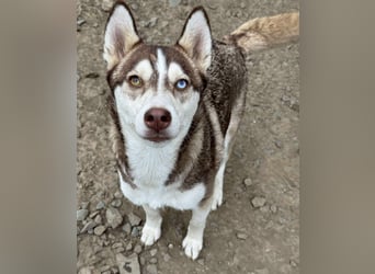 LUNA sucht ihre(n) Menschen...