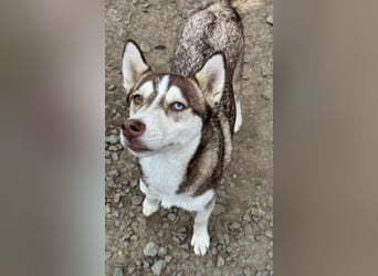 LUNA sucht ihre(n) Menschen...