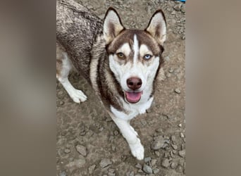 LUNA sucht ihre(n) Menschen...