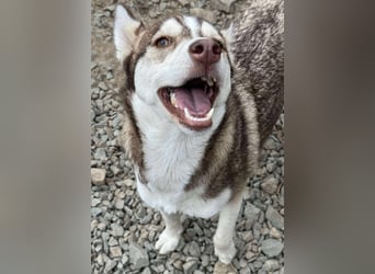 LUNA sucht ihre(n) Menschen...