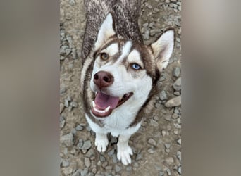 LUNA sucht ihre(n) Menschen...