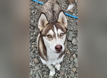 LUNA sucht ihre(n) Menschen...