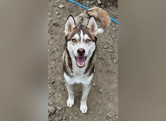 LUNA sucht ihre(n) Menschen...