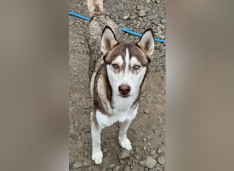 LUNA sucht ihre(n) Menschen...