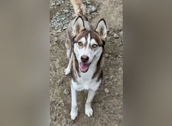 LUNA sucht ihre(n) Menschen...