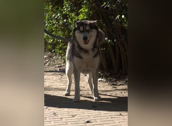 Bonnie - menschenbezogene und verschmuste Husky Hündin