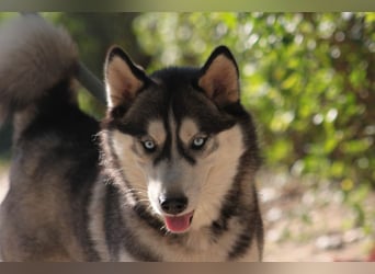 Bonnie - menschenbezogene und verschmuste Husky Hündin