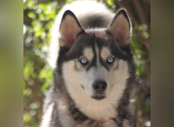 Bonnie - menschenbezogene und verschmuste Husky Hündin