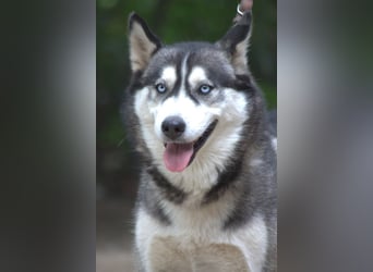 Bonnie - menschenbezogene und verschmuste Husky Hündin