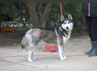 Oreon - toller Husky Rüde der lange Spaziergänge liebt