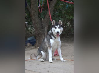 Oreon - toller Husky Rüde der lange Spaziergänge liebt