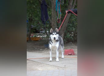 Oreon - toller Husky Rüde der lange Spaziergänge liebt