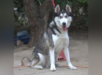 Oreon - toller Husky Rüde der lange Spaziergänge liebt