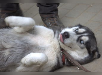 Oreon - toller Husky Rüde der lange Spaziergänge liebt
