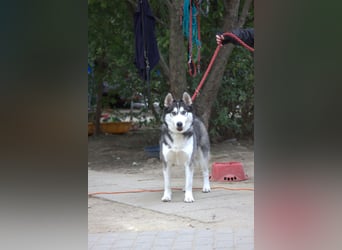 Oreon - toller Husky Rüde der lange Spaziergänge liebt